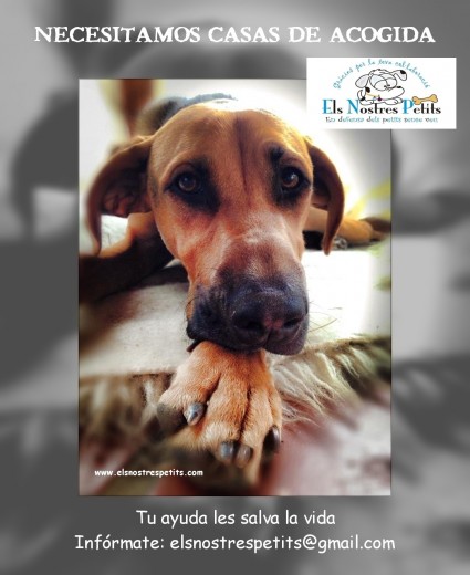 ¿Te gustaria ser casa de acogida? es una de las decisiones más acertadas! para ellos, significa una oportunidad de vivir, ya que por desgracia los albergues, refugios, protectoras...estan saturadas y nos encontramos que el perrito esta en calle , a la intemperie, frio , lluvia, ...... y las casas de acogida son sus ángeles, es el puente a tener una vida digna con cuidados y mimos que ellos necesitan!
Aquí teneis un video de lo que ha representado para nuestros peques estar en una casa de acogida: http://www.youtube.com/watch?v=0MhY1cj8u6I
(Barcelona y alrededores)
¿Te gustaria ser casa de acogida? es una de las decisiones más acertadas! para ellos, significa una oportunidad de vivir, ya que por desgracia los albergues, refugios, protectoras...estan saturadas y nos encontramos que el perrito esta en calle , a la intemperie, frio , lluvia, ...... y las casas de acogida son sus ángeles, es el puente a tener una vida digna con cuidados y mimos que ellos necesitan!
Aquí teneis un video de lo que ha representado para nuestros peques estar en una casa de acogida: http://www.youtube.com/watch?v=0MhY1cj8u6I
(Barcelona y alrededores)